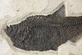 Tall Green River Fossil Fish Mural With Huge Diplomystus #158726-6